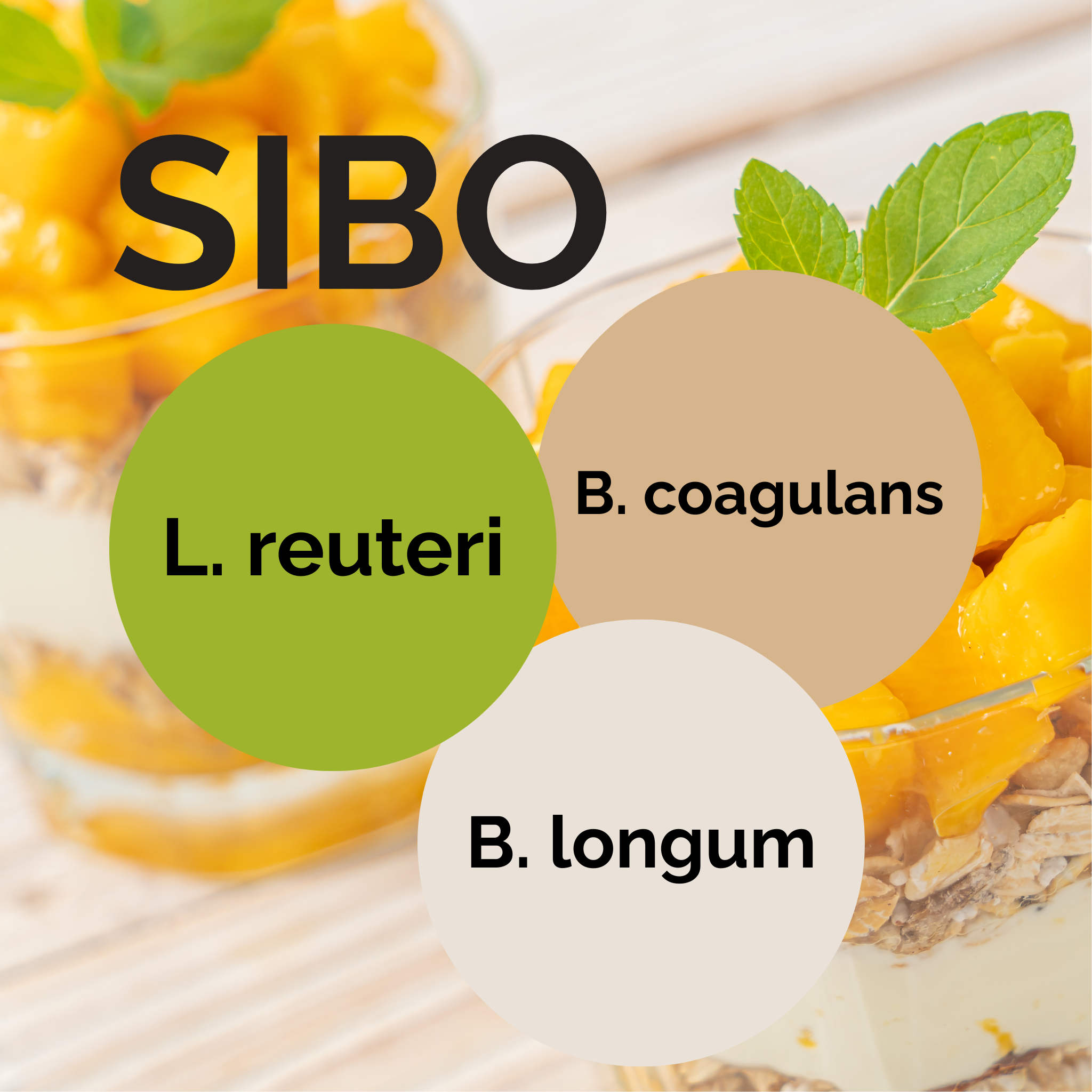 L. reuteri + B. coagulans + B. longum | Set Starter Yogurt | SIBO | Colture Starter | Confezione da 3