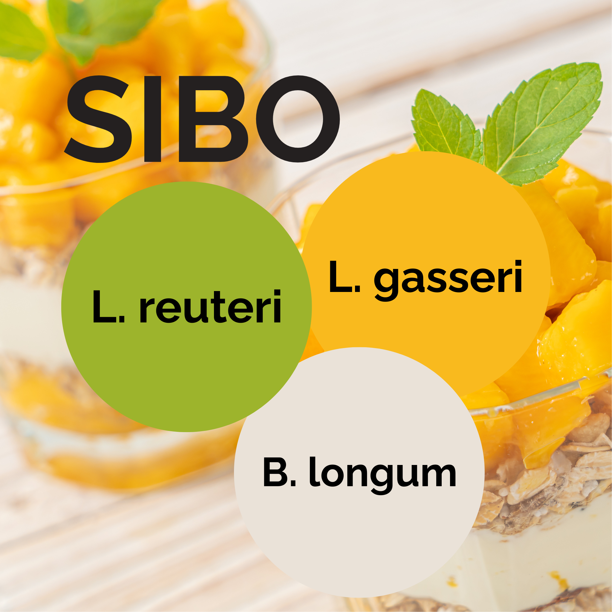 L. reuteri + L. gasseri + B. longum | Set Starter Yogurt | Colture Starter | Confezione da 3