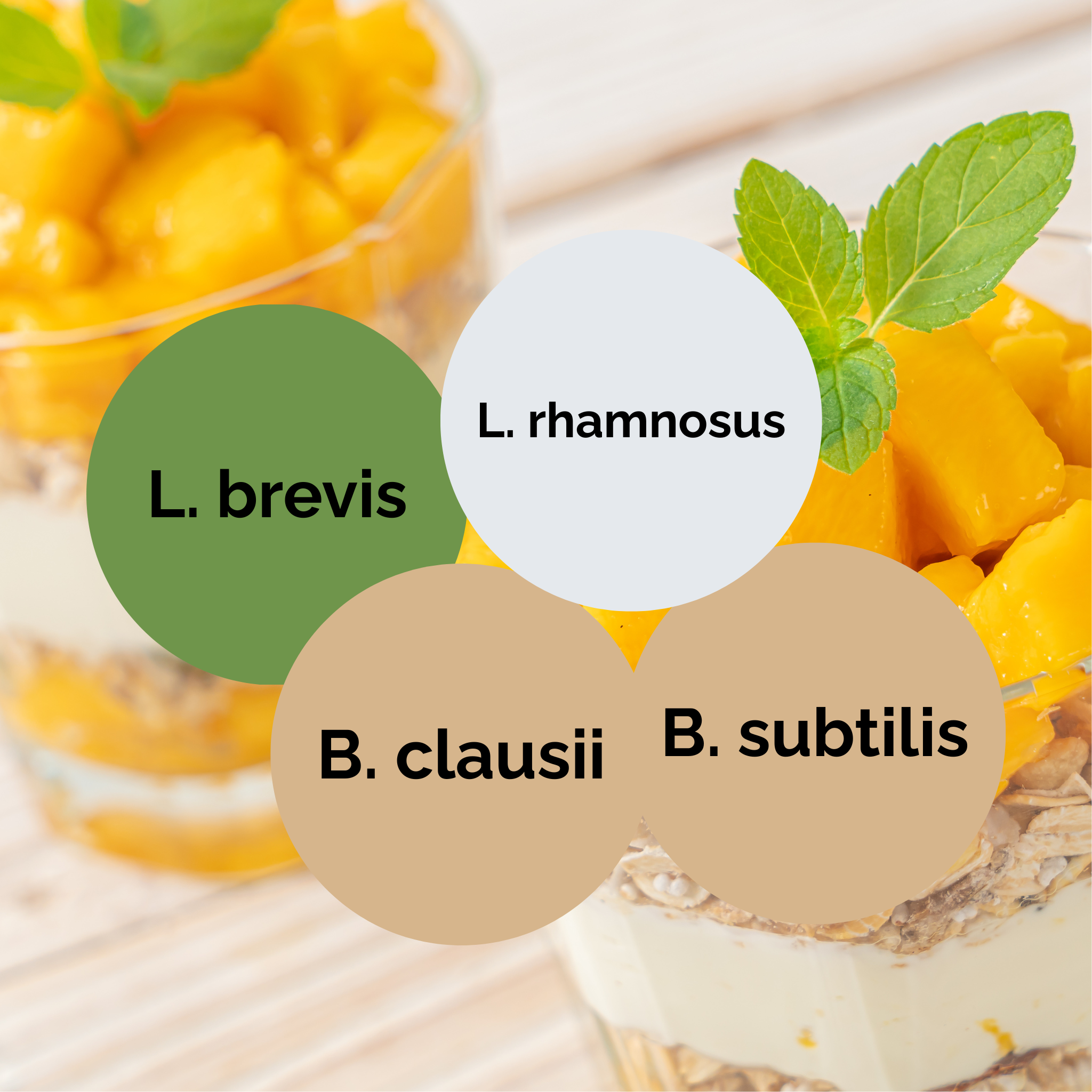 L. brevis + L. rhamnosus + B. subtilis + B. clausii | Set Starter Yogurt | Colture Starter | Confezione da 3