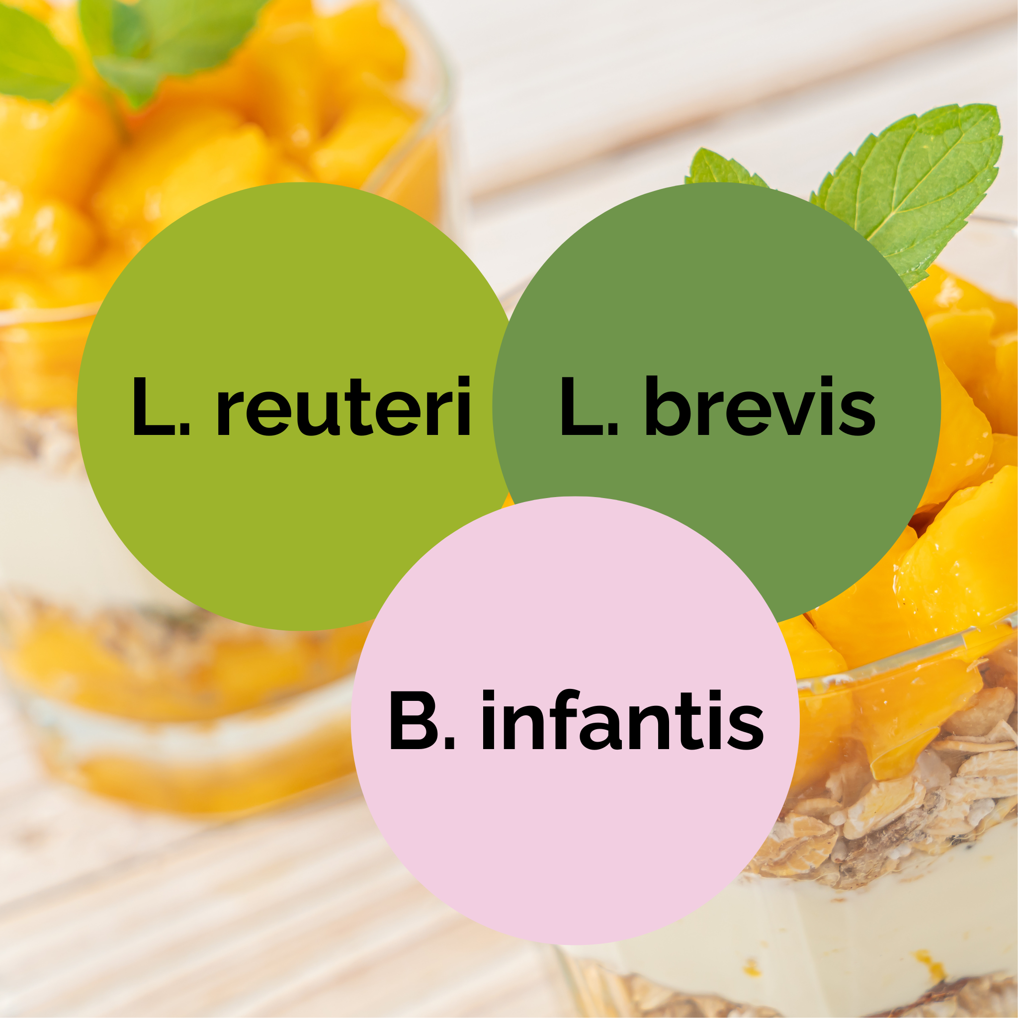 L. reuteri + L. brevis + B. infantis | Set Starter Yogurt | Colture Starter | Confezione da 3