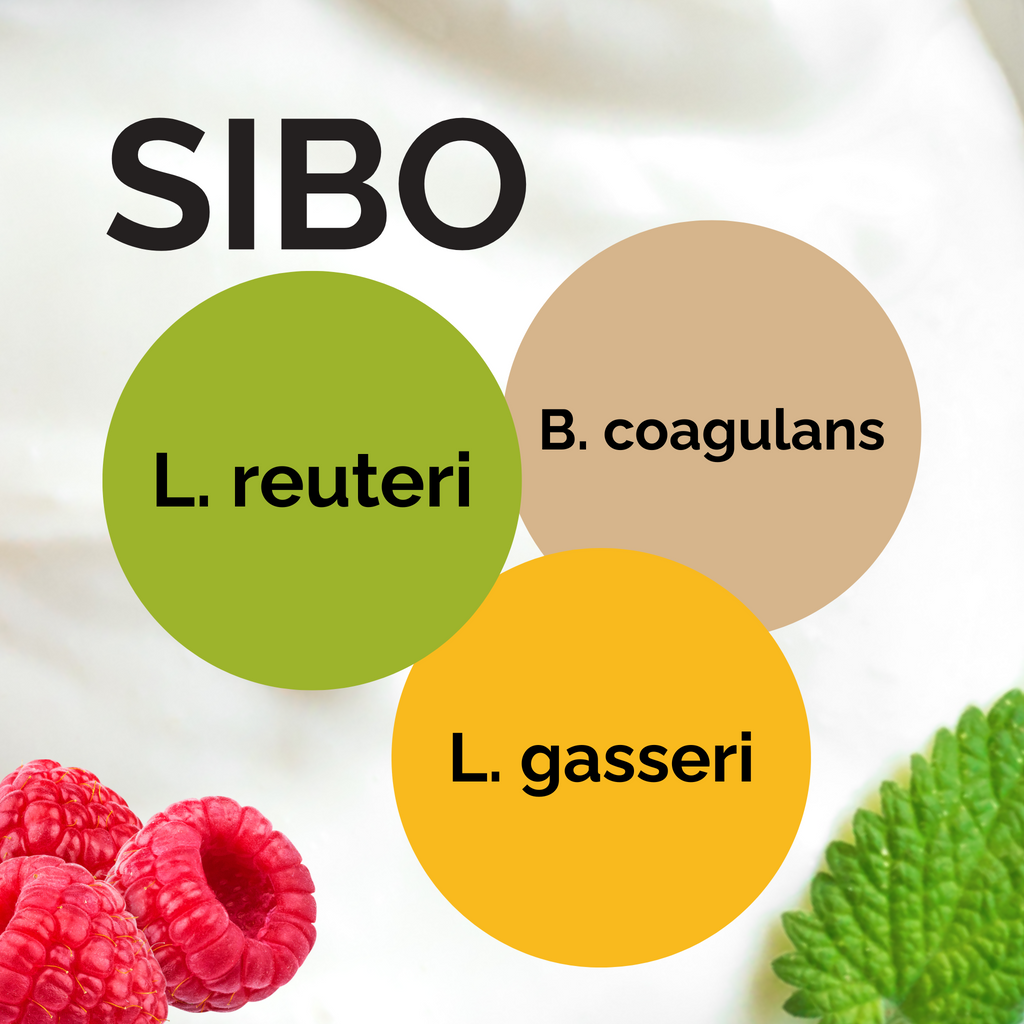 L. reuteri + B. coagulans + L. gasseri | Set Starter Yogurt | Yogurt SIBO secondo Dr. Davis | Colture Starter | Confezione da 3