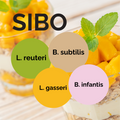 L. reuteri + L. gasseri + B. infantis + B. subtilis | Set Starter per Yogurt | SIBO | Colture Starter | Confezione da 3