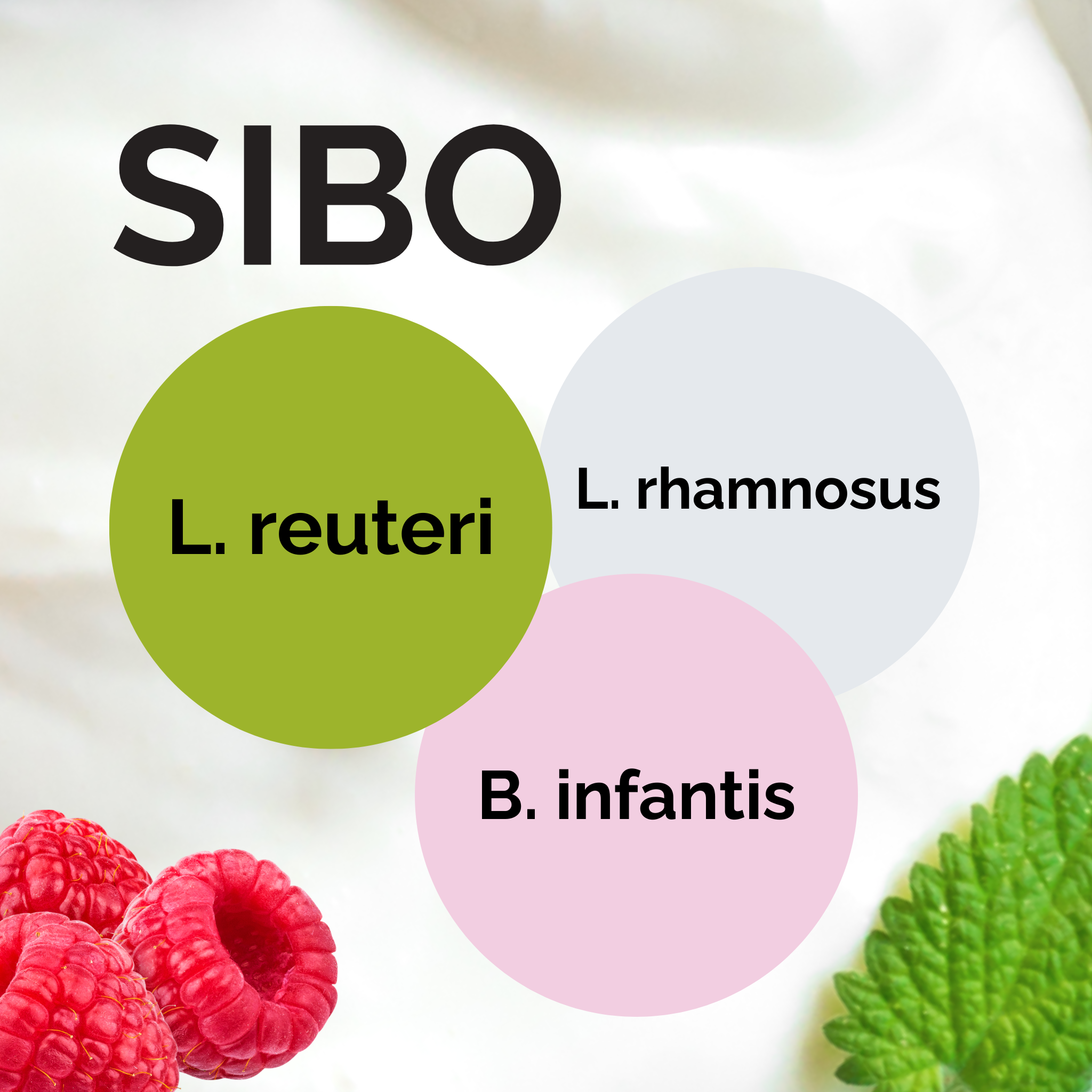 L. reuteri + L. rhamnosus + B. infantis | Set Starter Yogurt | SIBO | Colture Starter | Confezione da 3