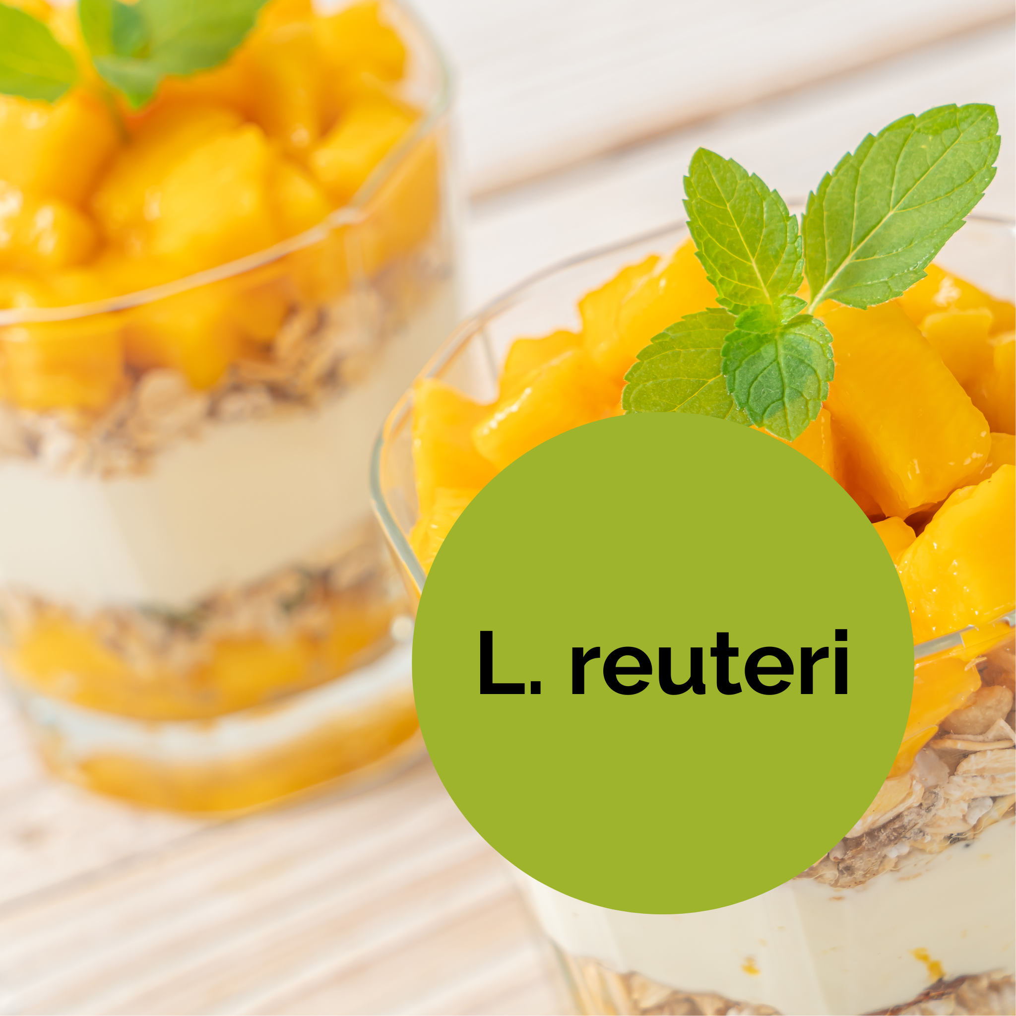 L. reuteri | Set Starter Yogurt | Colture Starter | Confezione da 3
